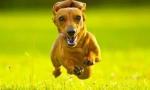 Rabbit dahshund (fotografije): pomoćnik s zvučnim senzorom